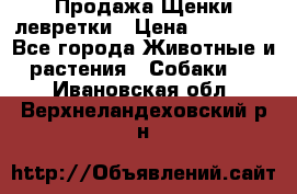 Продажа Щенки левретки › Цена ­ 40 000 - Все города Животные и растения » Собаки   . Ивановская обл.,Верхнеландеховский р-н